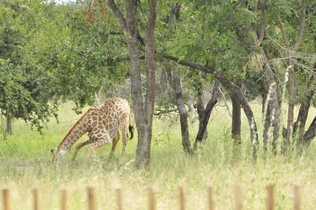 Nyumbani Estate Bush Lodge Hoedspruit Buitenkant foto