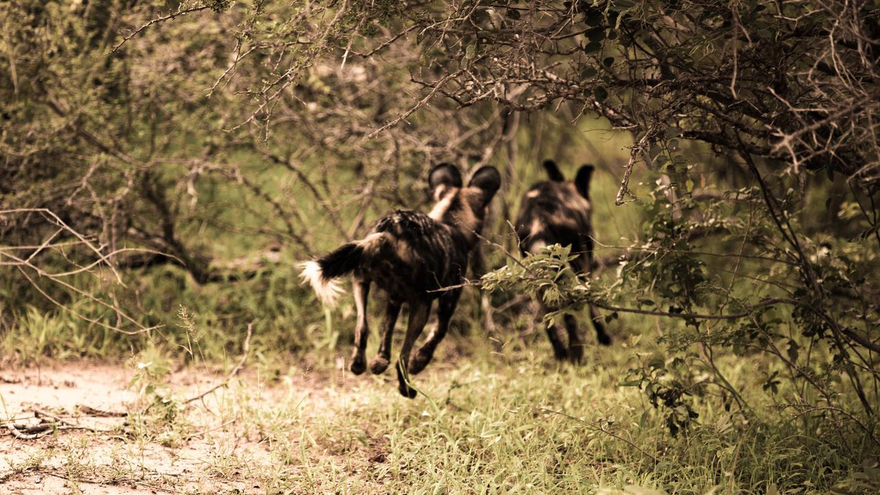 Nyumbani Estate Bush Lodge Hoedspruit Buitenkant foto