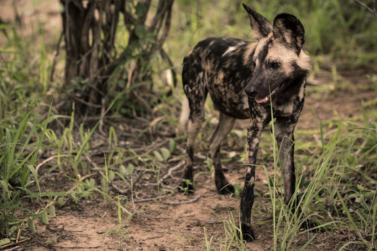 Nyumbani Estate Bush Lodge Hoedspruit Buitenkant foto