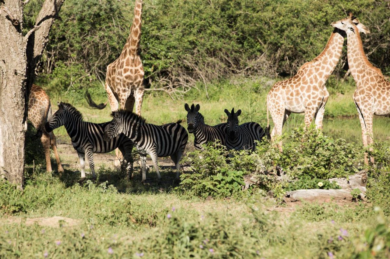 Nyumbani Estate Bush Lodge Hoedspruit Buitenkant foto